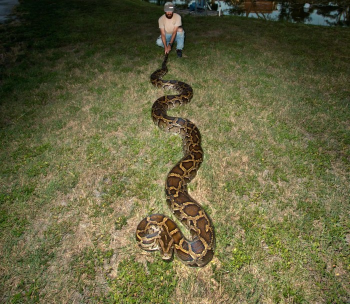 Large python found in McCandless reunited with its owner