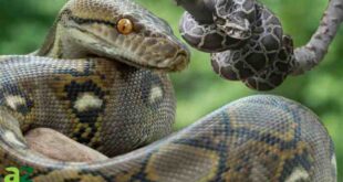 Large python found in McCandless reunited with its owner