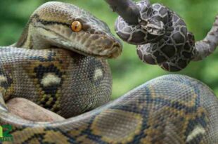 Large python found in McCandless reunited with its owner