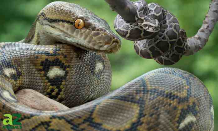 Large python found in McCandless reunited with its owner