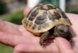 Roaming pet tortoise found after 18 months