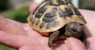 Roaming pet tortoise found after 18 months