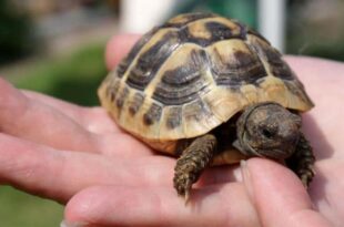 Roaming pet tortoise found after 18 months