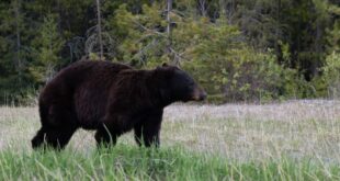 Bear euthanized near Libby had family history of conflicts, officials say