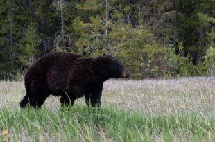 Bear euthanized near Libby had family history of conflicts, officials say