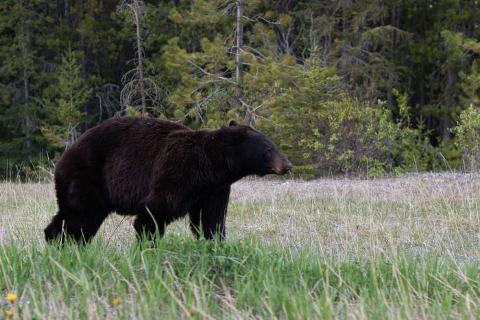 Bear euthanized near Libby had family history of conflicts, officials say