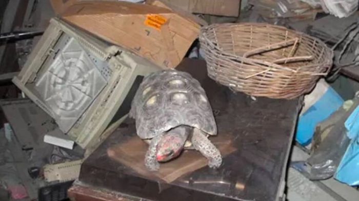 Roaming pet tortoise found after 18 months