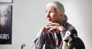 Jane Goodall announces youth-action program coming to San Francisco