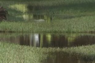 Edgewater residents discuss flooding issues at special city meeting