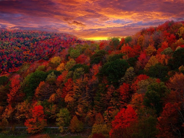 The Midwest could offer fall’s most electric foliage but leaf peepers elsewhere won’t miss out