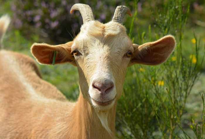 Ram on the run: Taunton police searching for ‘Billy’ the ram