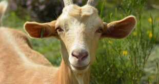 Ram on the run: Taunton police searching for ‘Billy’ the ram