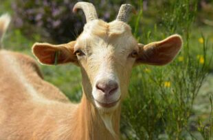 Ram on the run: Taunton police searching for ‘Billy’ the ram