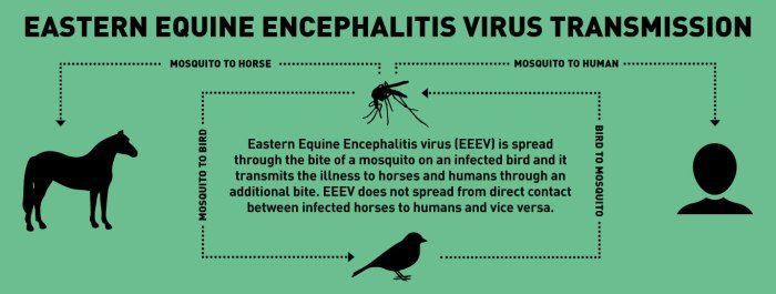 New York confirms its first case of EEE since 2015. What to know about the virus.