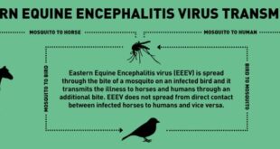 New York confirms its first case of EEE since 2015. What to know about the virus.