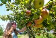 Saturday’s boating and apple picking forecast