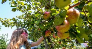 Saturday’s boating and apple picking forecast