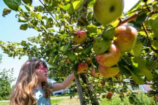 Saturday’s boating and apple picking forecast