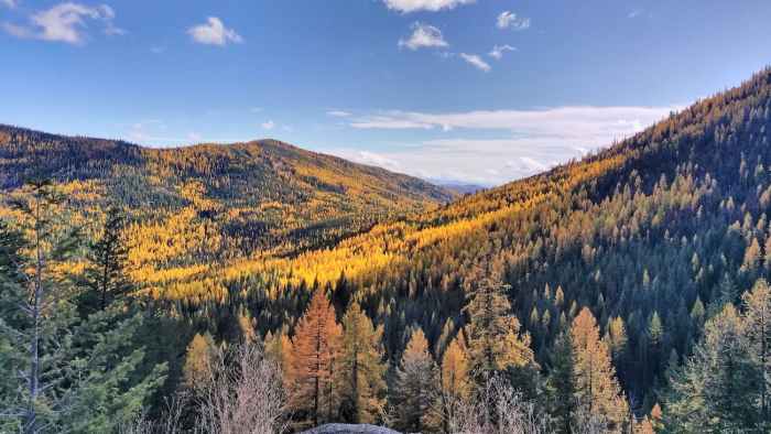 ' A gentle wilderness': How a bear hunt led to the push to protect the Salmo-Priest Wilderness