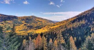 ' A gentle wilderness': How a bear hunt led to the push to protect the Salmo-Priest Wilderness