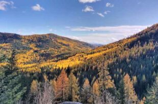 ' A gentle wilderness': How a bear hunt led to the push to protect the Salmo-Priest Wilderness