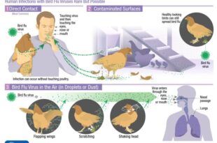 CDC says a second health care worker tied to Missouri bird flu case had symptoms