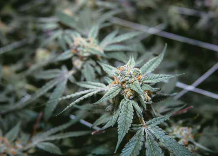 District court proceedings begin on Nebraska medical cannabis lawsuit