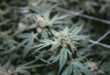 District court proceedings begin on Nebraska medical cannabis lawsuit