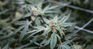 District court proceedings begin on Nebraska medical cannabis lawsuit