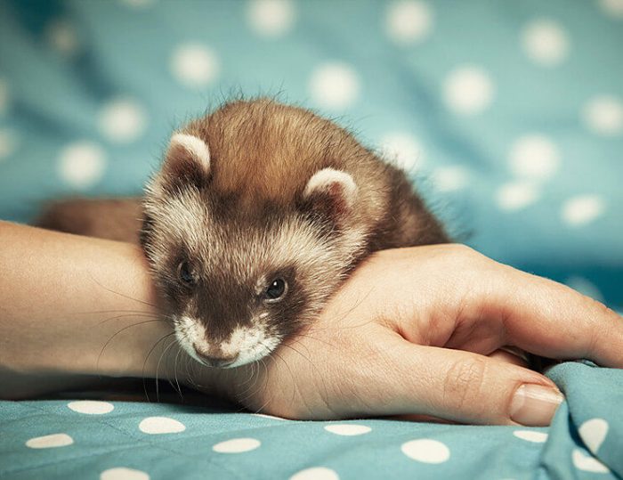 ‘They’re my lifesaver’: emotional support ferrets help vet