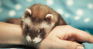 ‘They’re my lifesaver’: emotional support ferrets help vet