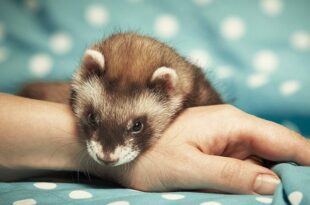 ‘They’re my lifesaver’: emotional support ferrets help vet