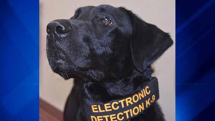 Meet K-9 Sherlock: The electronic-sniffing dog fighting child exploitation