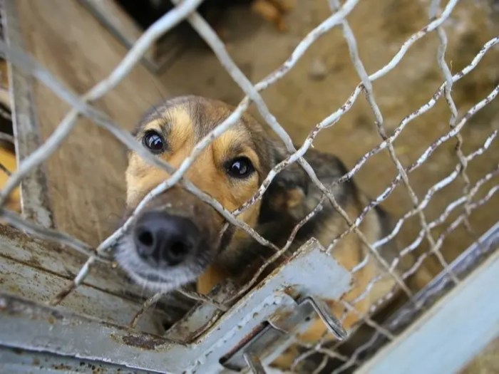 Denton animal shelter manager fired following criticism of senior dog’s euthanization