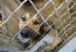 Denton animal shelter manager fired following criticism of senior dog’s euthanization