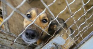 Denton animal shelter manager fired following criticism of senior dog’s euthanization