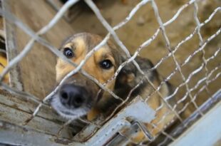 Denton animal shelter manager fired following criticism of senior dog’s euthanization