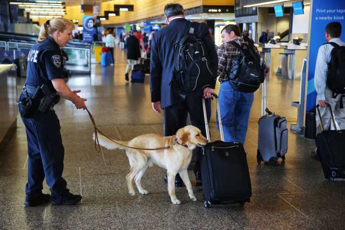 Meet K-9 Sherlock: The electronic-sniffing dog fighting child exploitation
