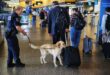 Meet K-9 Sherlock: The electronic-sniffing dog fighting child exploitation