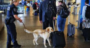 Meet K-9 Sherlock: The electronic-sniffing dog fighting child exploitation