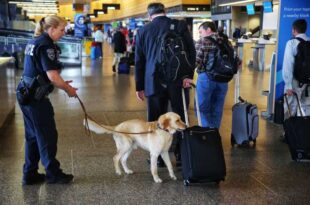 Meet K-9 Sherlock: The electronic-sniffing dog fighting child exploitation