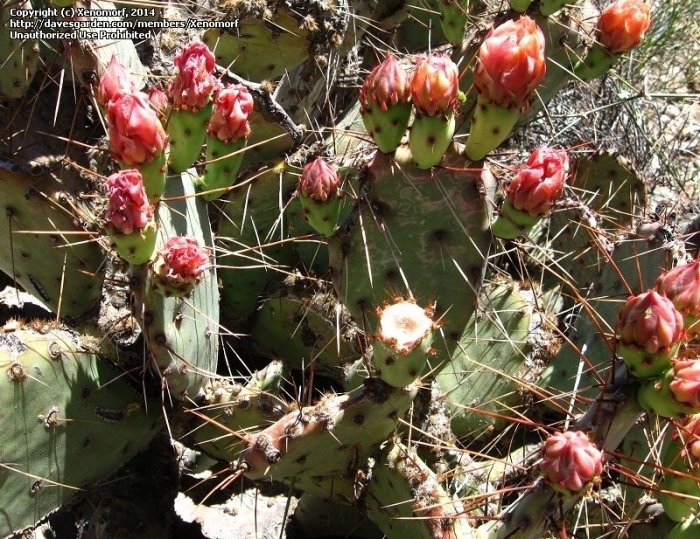 New Mexico prickly pear farmers say 2024 harvest is bountiful