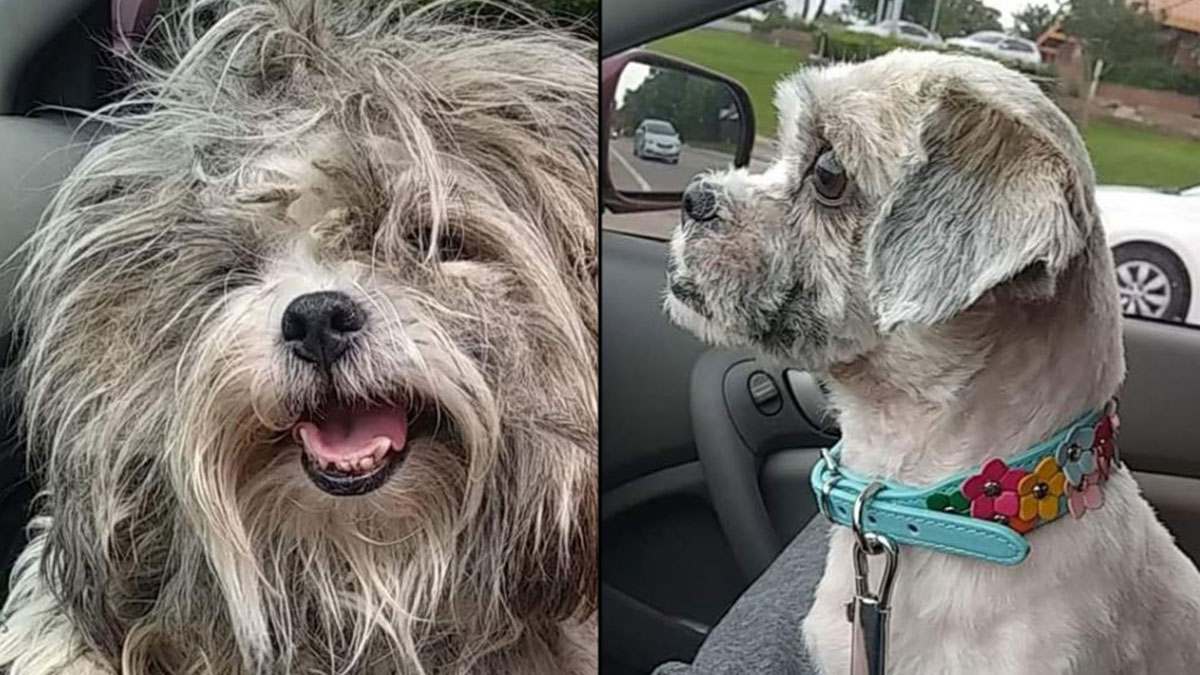 Stolen dog reunited with Florida family after 2 year search: 'A miracle'