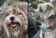 Stolen dog reunited with Florida family after 2 year search: 'A miracle'
