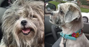Stolen dog reunited with Florida family after 2 year search: 'A miracle'