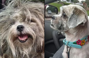 Stolen dog reunited with Florida family after 2 year search: 'A miracle'