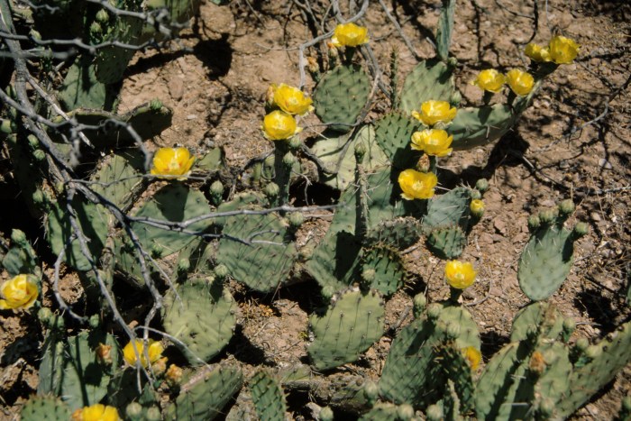 New Mexico prickly pear farmers say 2024 harvest is bountiful