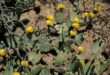 New Mexico prickly pear farmers say 2024 harvest is bountiful