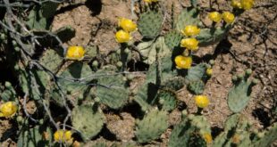 New Mexico prickly pear farmers say 2024 harvest is bountiful