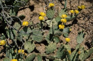 New Mexico prickly pear farmers say 2024 harvest is bountiful